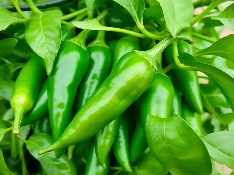 Green Chilli
